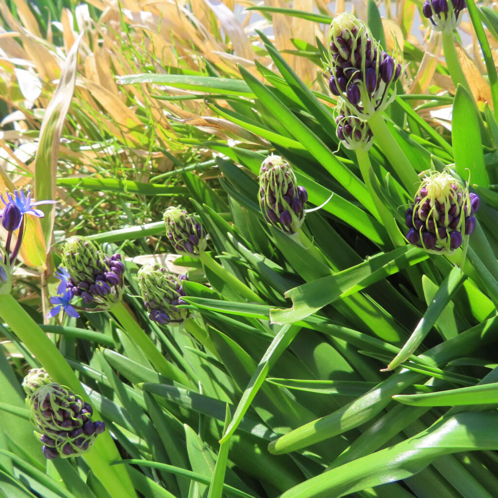 シラーペルビアナの無料写真