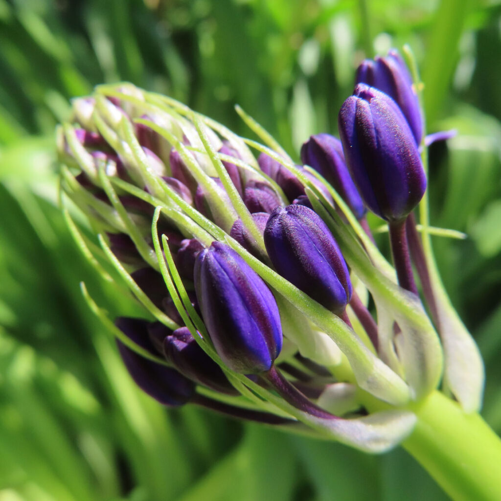 シラーペルビアナの無料写真