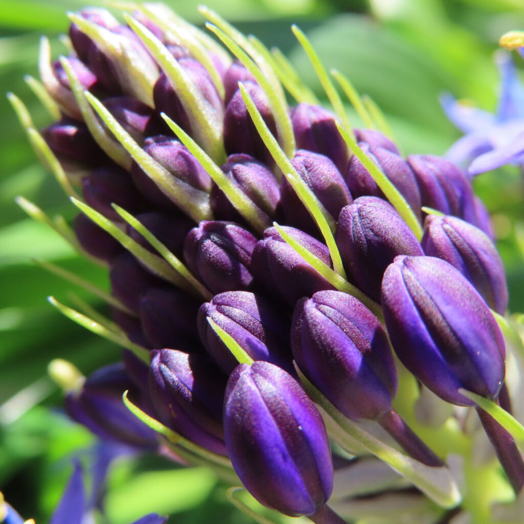 シラーペルビアナの無料写真