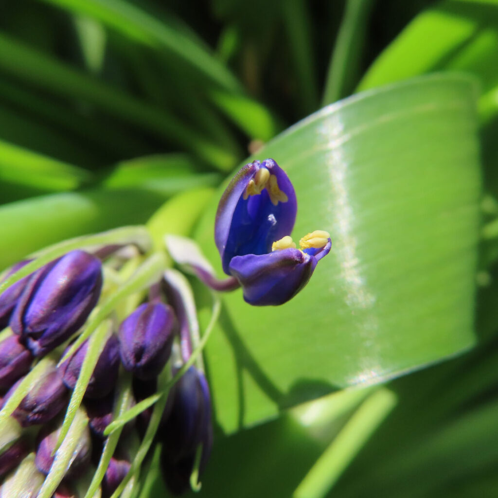 シラーペルビアナの無料写真
