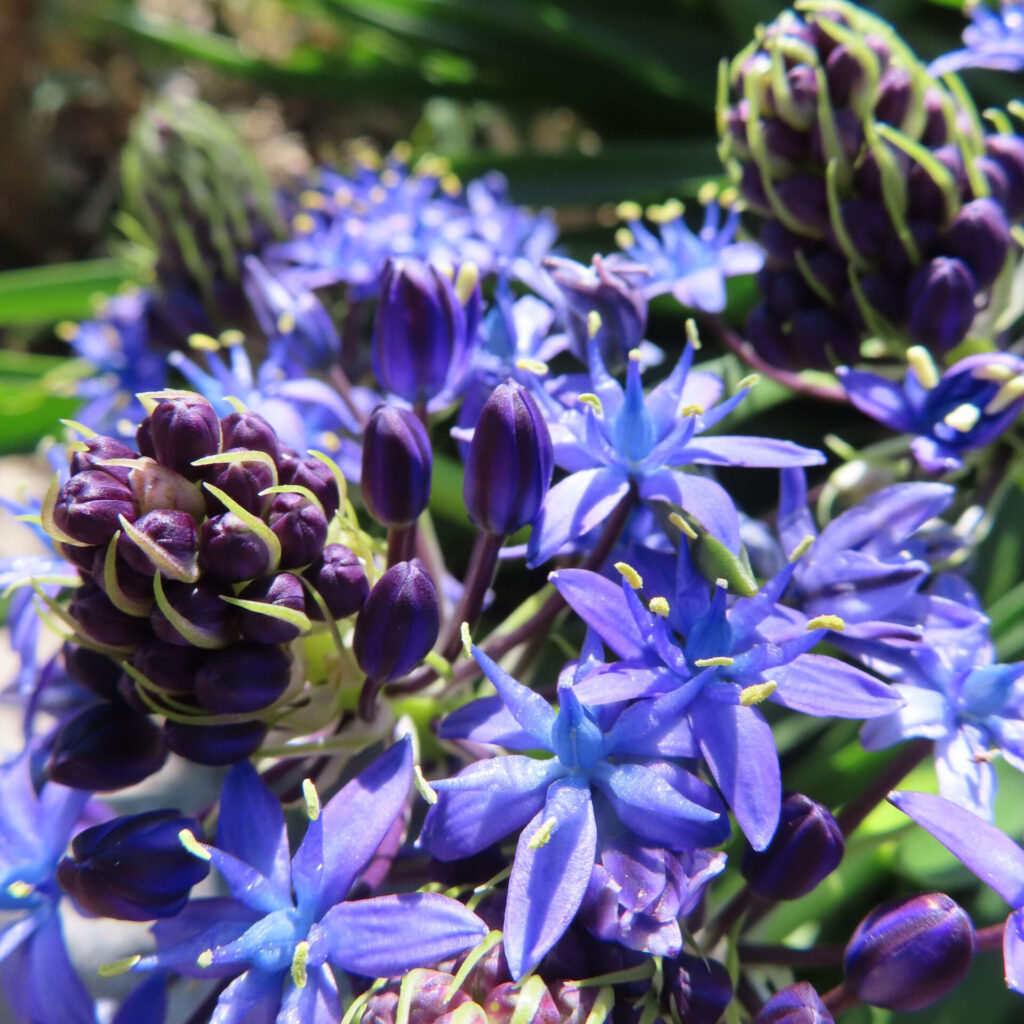 シラーペルビアナの無料写真