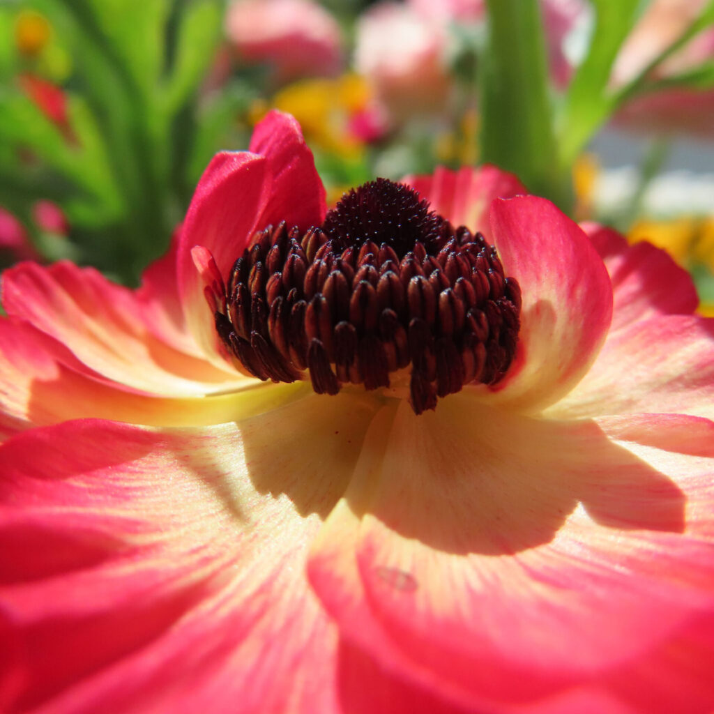 ラナンキュラスの無料写真