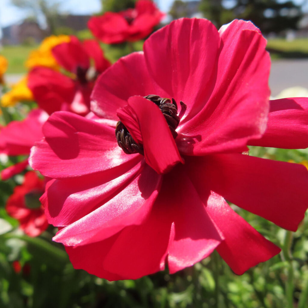 ラナンキュラスの無料写真
