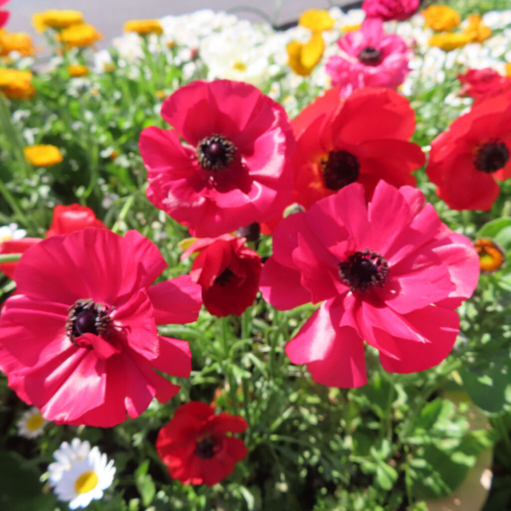 ラナンキュラスの無料写真