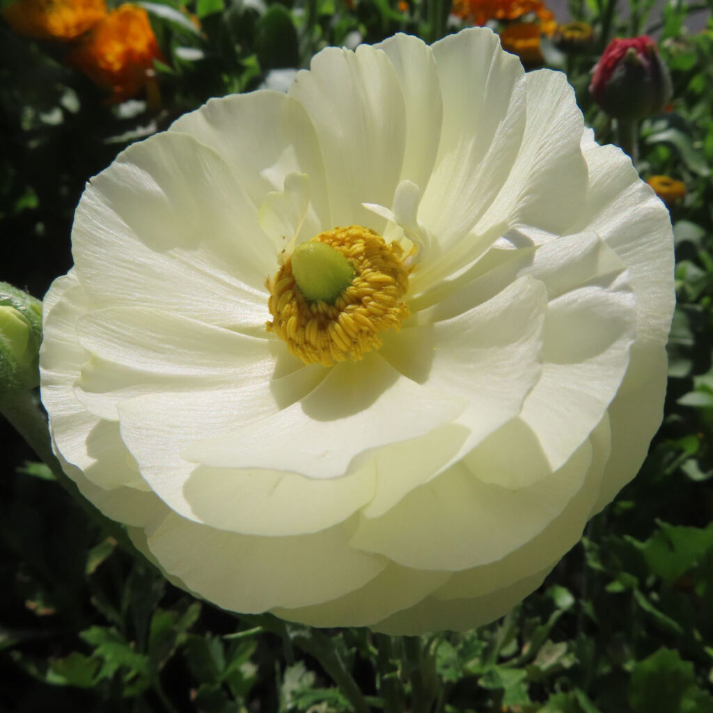 ラナンキュラスの無料写真