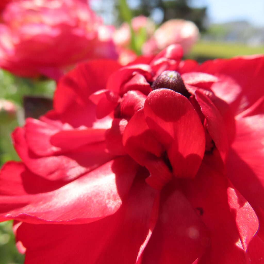 ラナンキュラスの無料写真