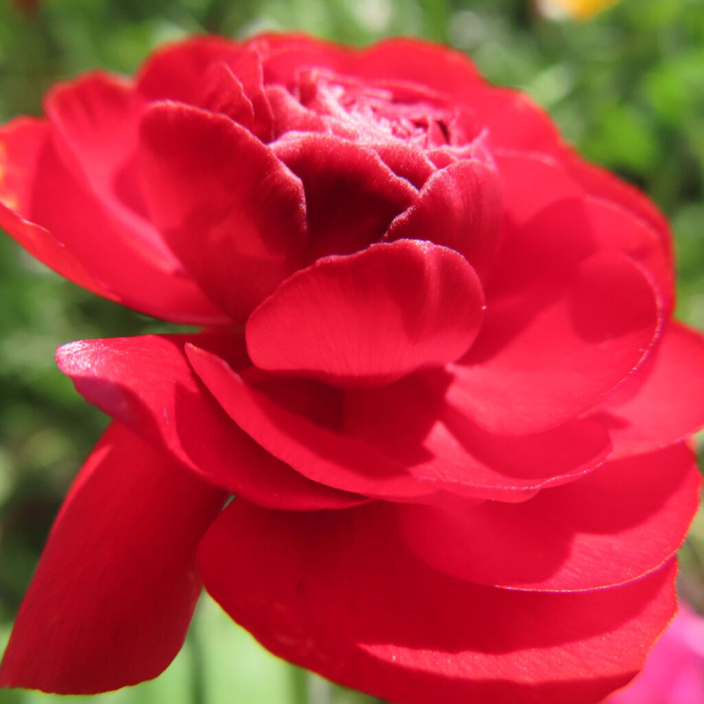 ラナンキュラスの無料写真