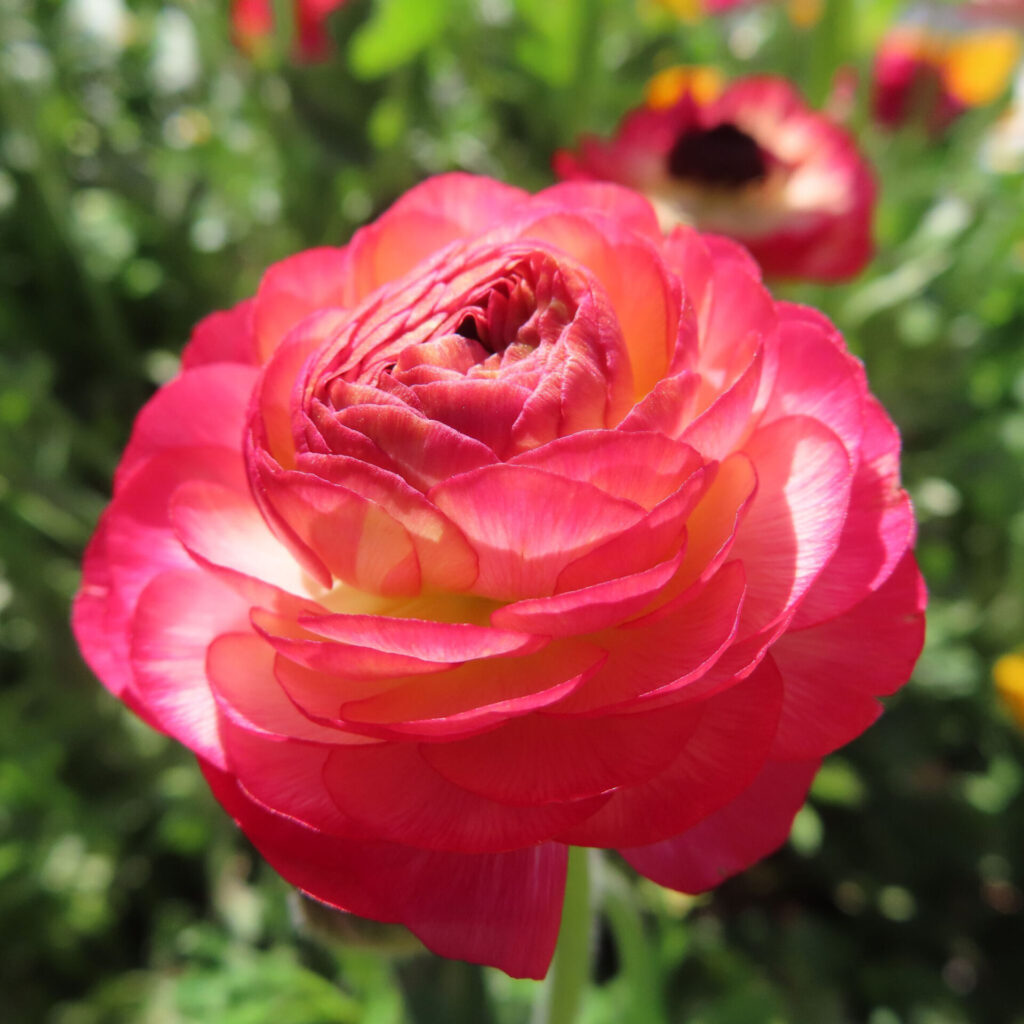 ラナンキュラスの無料写真