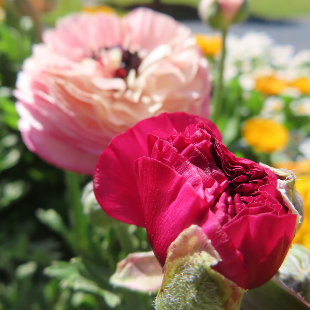 ラナンキュラスの無料写真