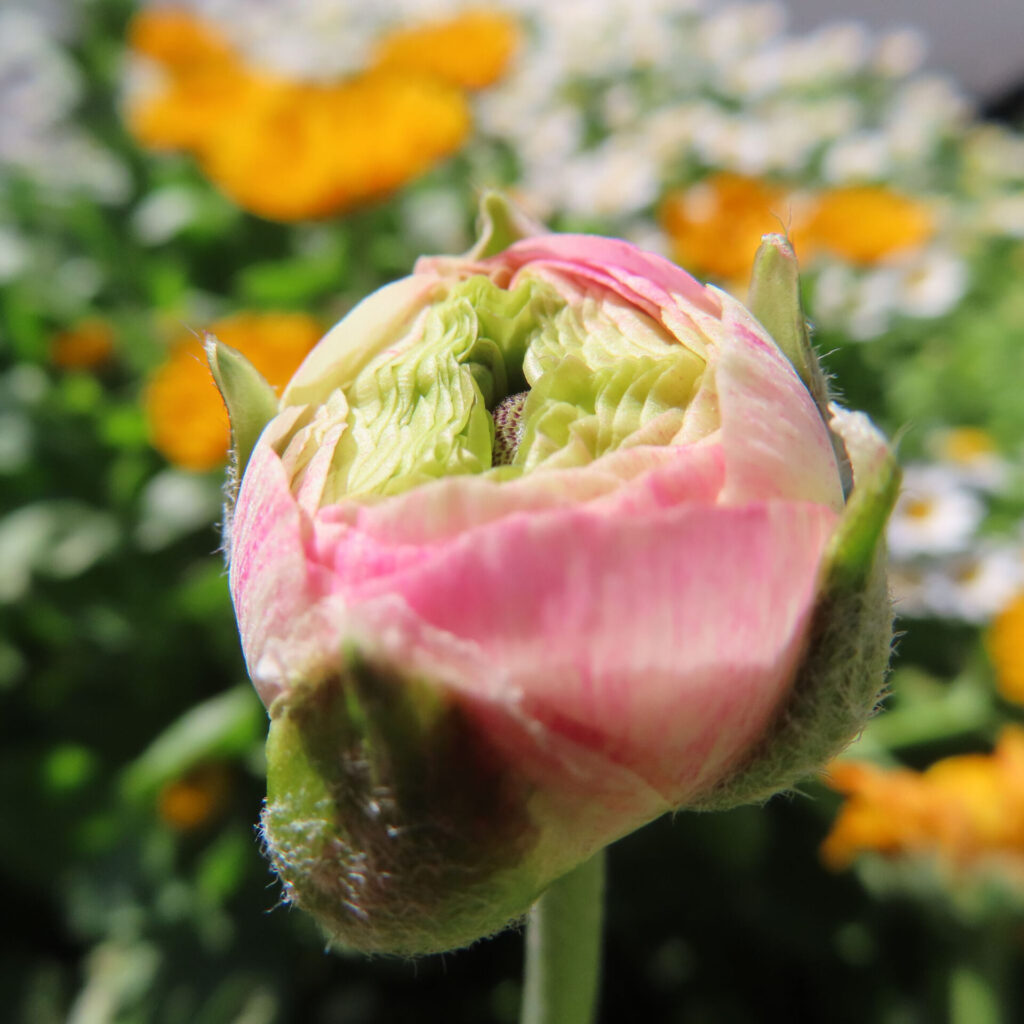 ラナンキュラスの無料写真