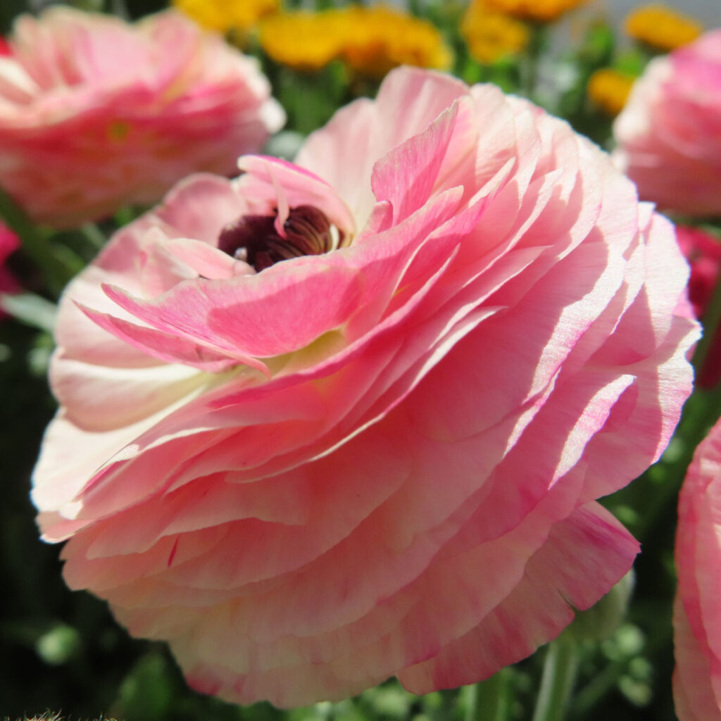 ラナンキュラスの無料写真