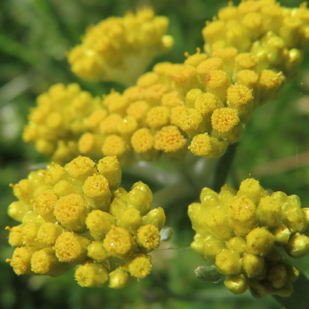 ハハコグサの写真