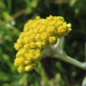 ハハコグサの黄色い小花を撮影した花写真