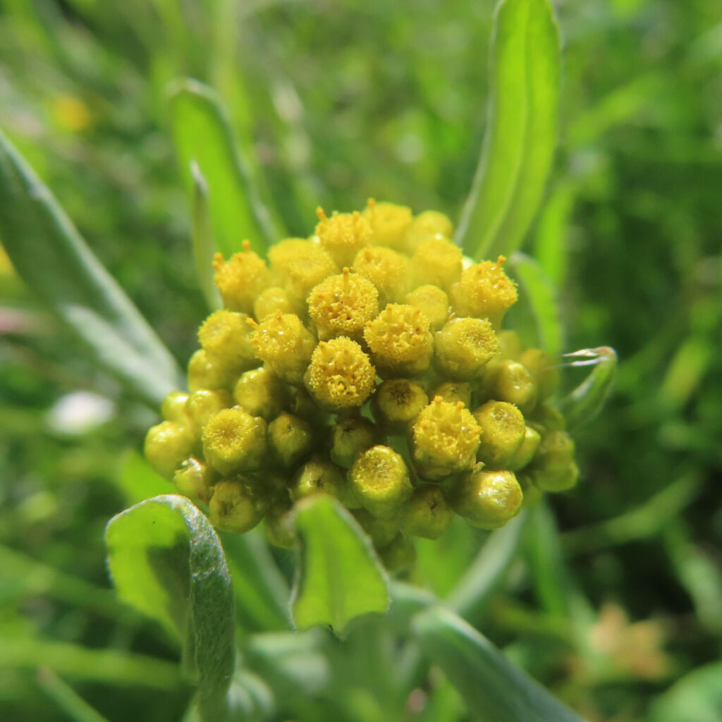 ハハコグサの写真