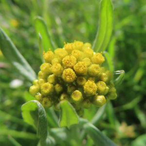 ハハコグサの黄色い小花を撮影した花写真