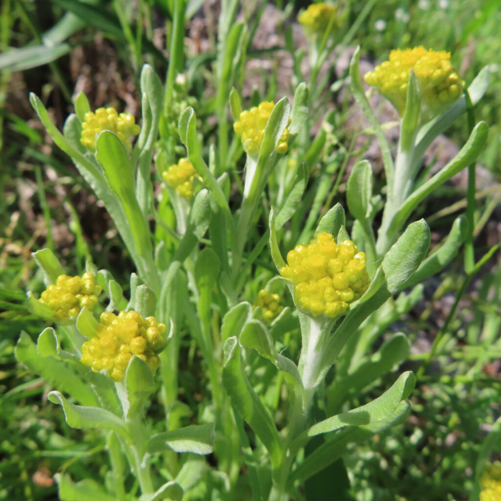 ハハコグサの写真