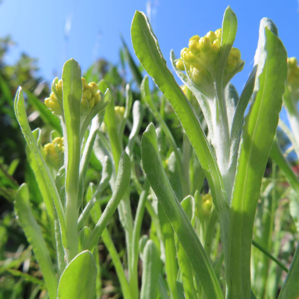 ハハコグサの写真