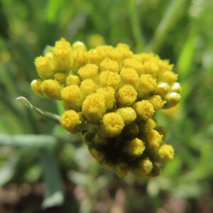 ハハコグサの黄色い小花を撮影した花写真
