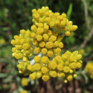 ハハコグサの黄色い小花を撮影した花写真