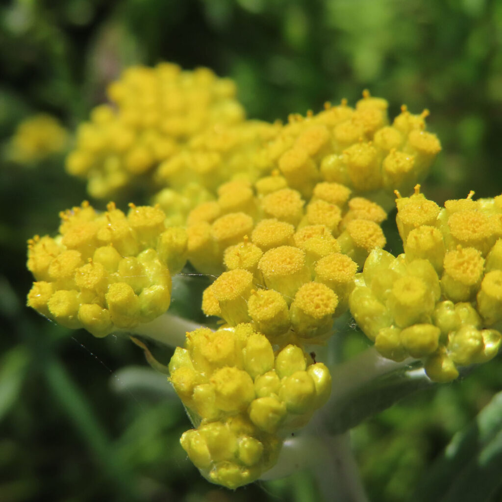 ハハコグサの写真