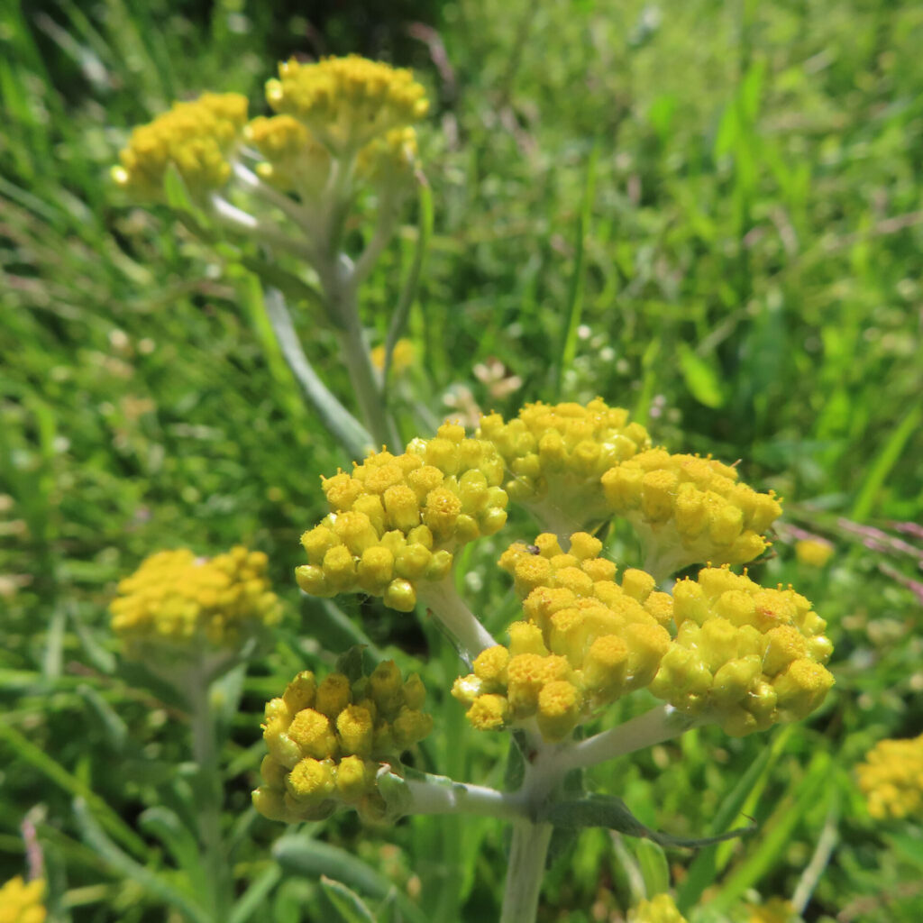 ハハコグサの写真