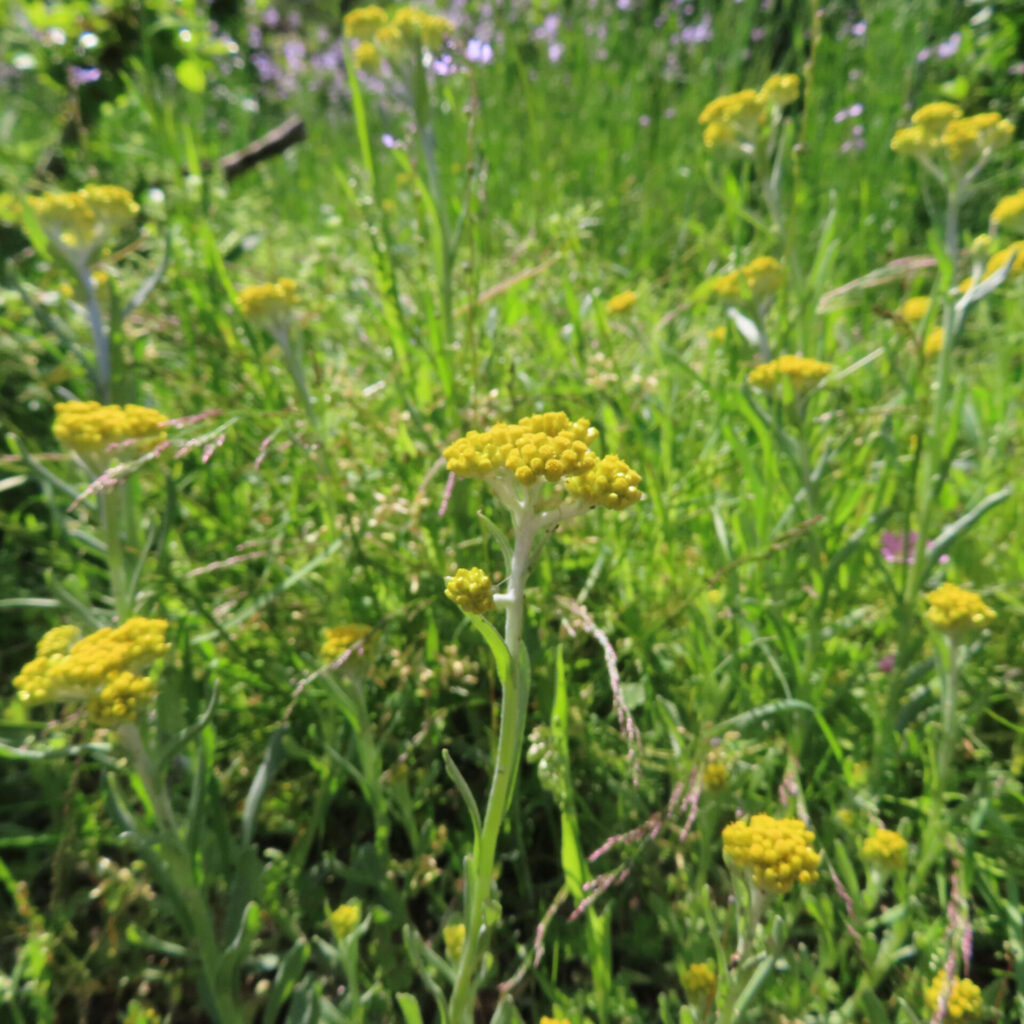 ハハコグサの写真