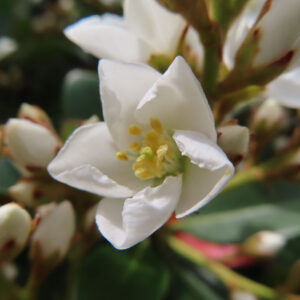 シャリンバイの花を撮影した無料写真素材