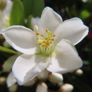 シャリンバイの花を撮影した無料写真素材