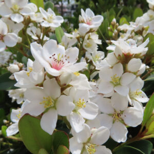 シャリンバイの花を撮影した無料写真素材