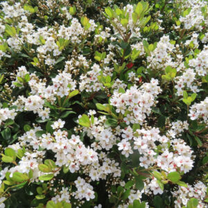シャリンバイの花を撮影した無料写真素材