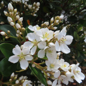 シャリンバイの花を撮影した無料写真素材