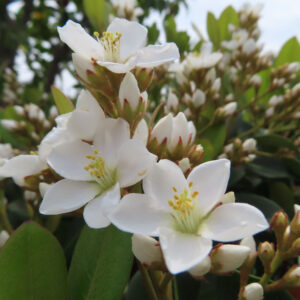 シャリンバイの花を撮影した無料写真素材