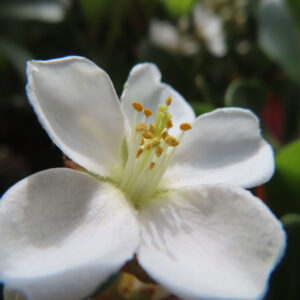 シャリンバイの花を撮影した無料写真素材