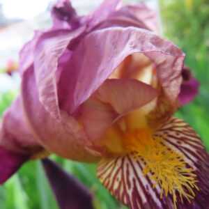 ジャーマンアイリスの花を撮影した無料写真素材