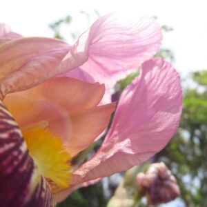 ジャーマンアイリスの花を撮影した無料写真素材