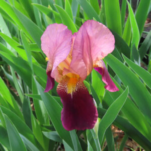 ジャーマンアイリスの花を撮影した無料写真素材