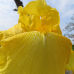 ジャーマンアイリスの花を撮影した無料写真素材