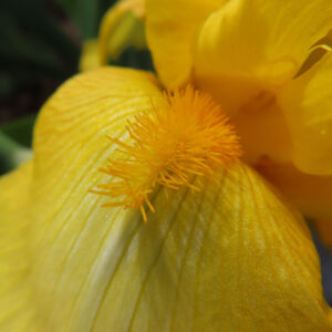ジャーマンアイリスの花を撮影した無料写真素材