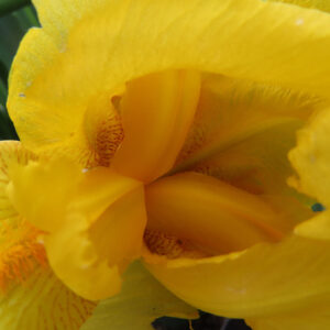 ジャーマンアイリスの花を撮影した無料写真素材