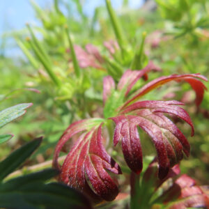 アメリカフウロの小さな淡紅色花を撮影した花写真