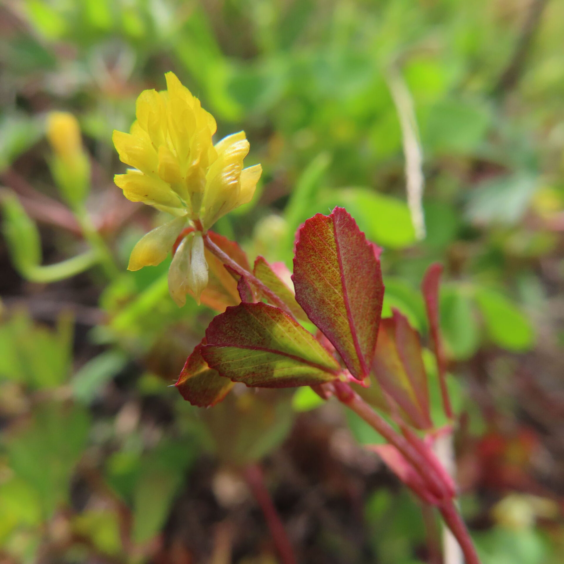 コメツブツメクサの無料写真素材｜米粒のような黄色花と名前の由来