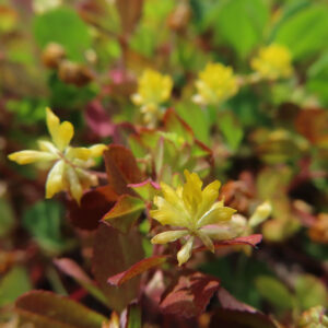コメツブツメクサの米粒のような黄色花を撮影した花写真