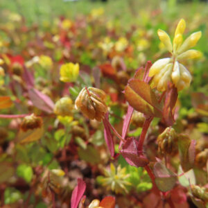 コメツブツメクサの米粒のような黄色花を撮影した花写真