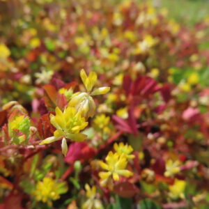 コメツブツメクサの米粒のような黄色花を撮影した花写真