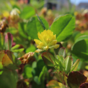 コメツブツメクサの米粒のような黄色花を撮影した花写真