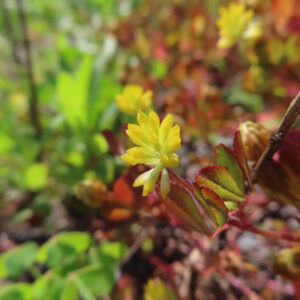 コメツブツメクサの米粒のような黄色花を撮影した花写真