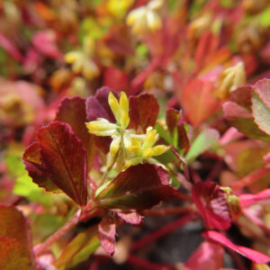コメツブツメクサの米粒のような黄色花を撮影した花写真