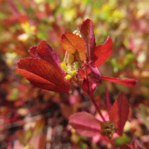 コメツブツメクサの米粒のような黄色花を撮影した花写真