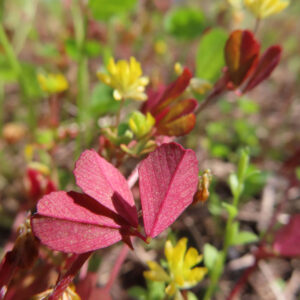 コメツブツメクサの米粒のような黄色花を撮影した花写真