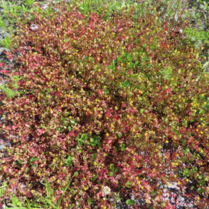コメツブツメクサの米粒のような黄色花を撮影した花写真